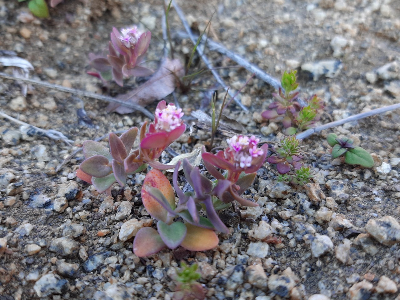 Aethionema arabicum