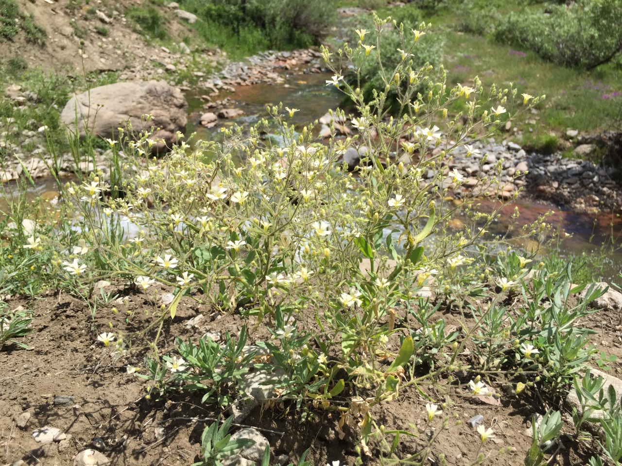 Gypsophila hispida