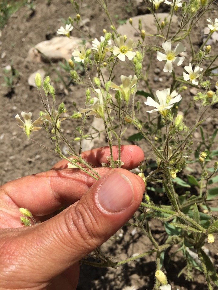 Gypsophila hispida