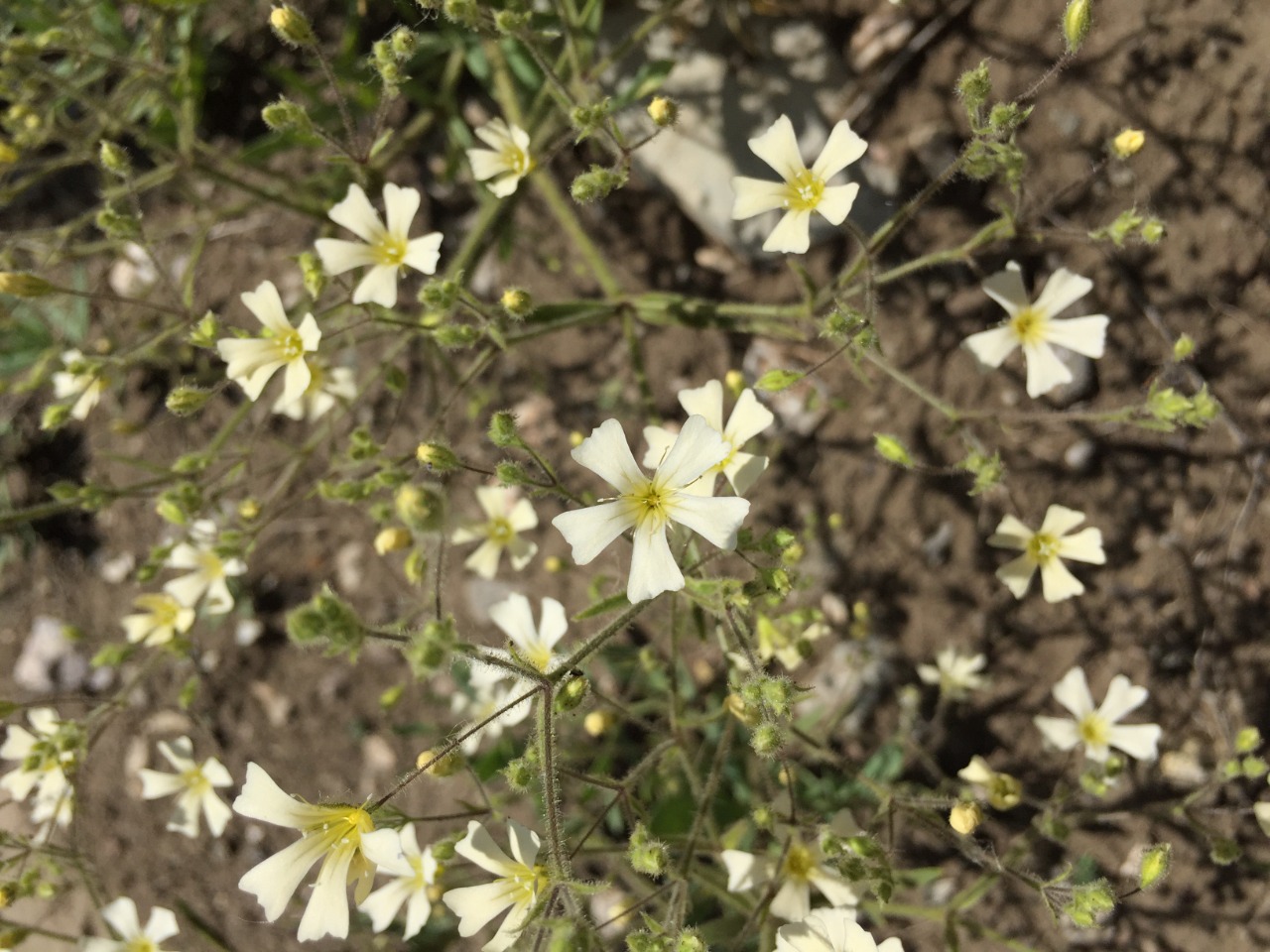 Gypsophila hispida