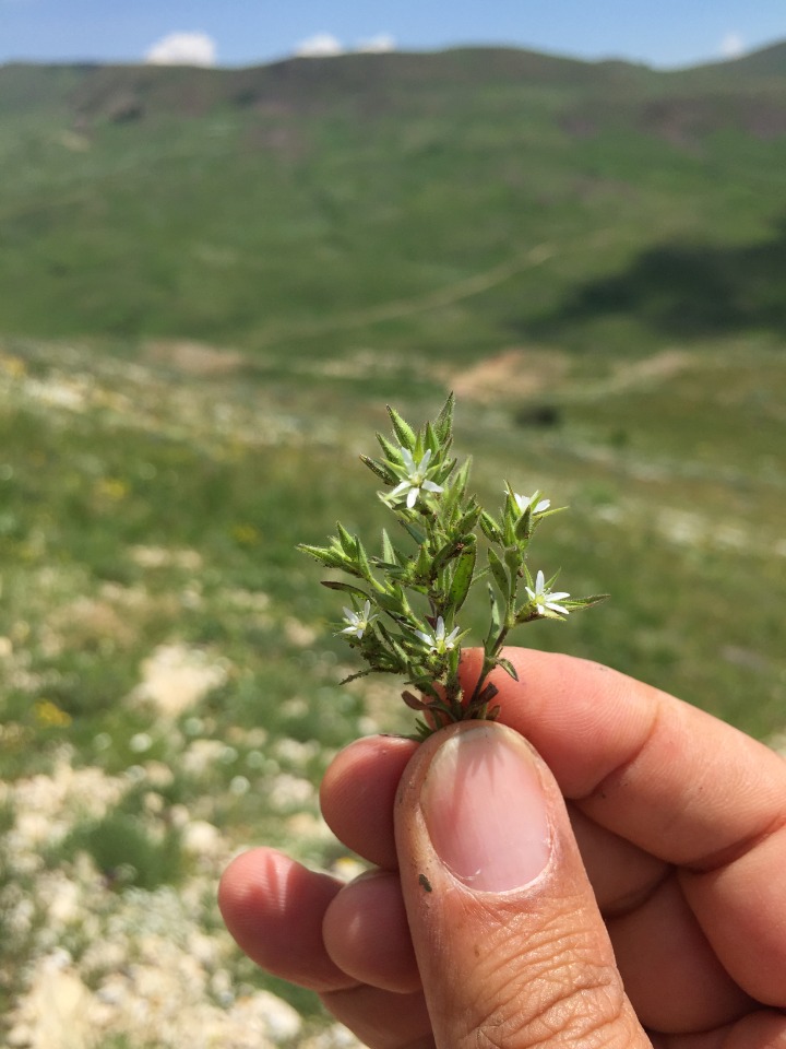 Minuartia meyeri