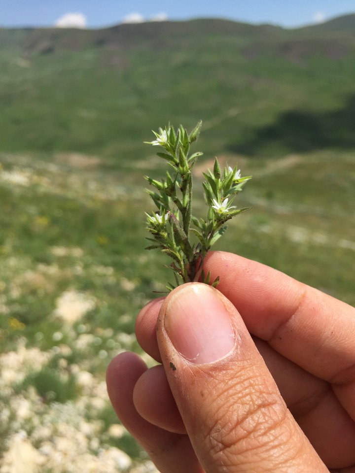 Minuartia meyeri