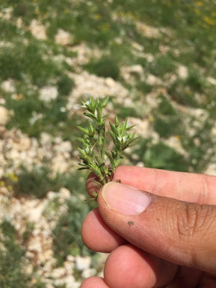 Minuartia meyeri