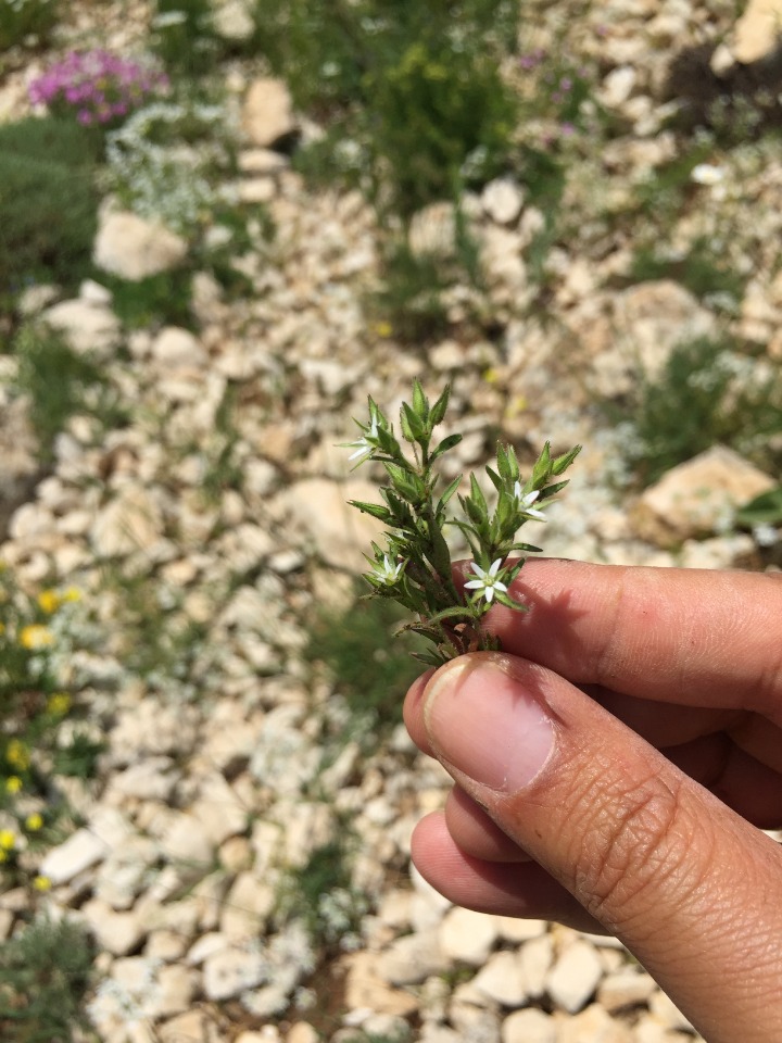 Minuartia meyeri