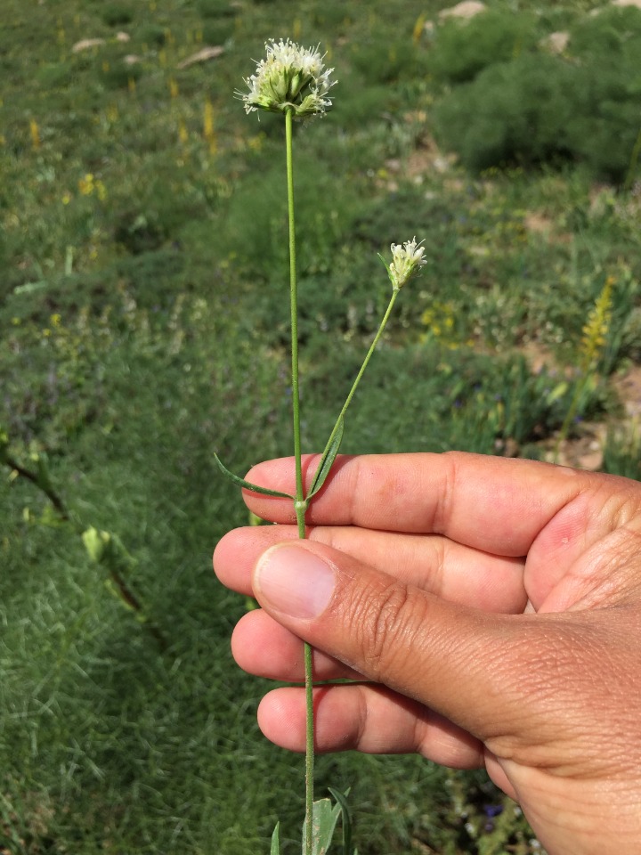 Silene capitellata