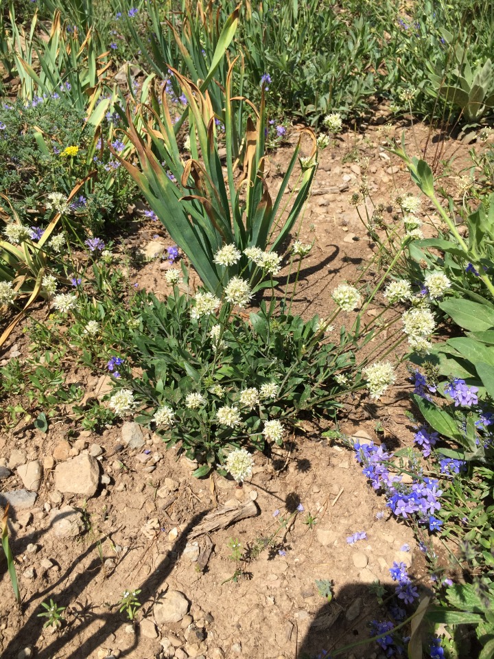 Silene capitellata