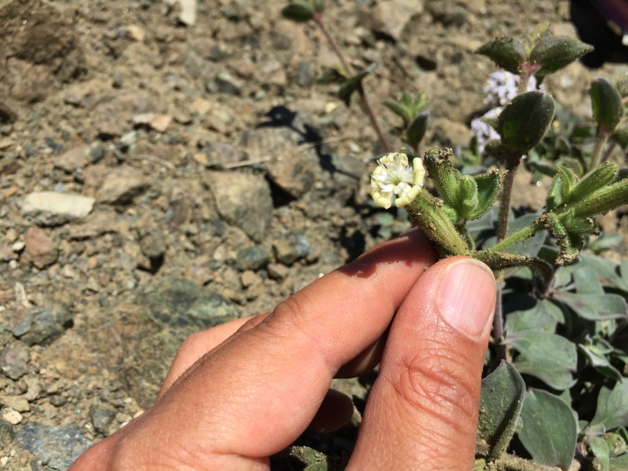 Silene dumanii