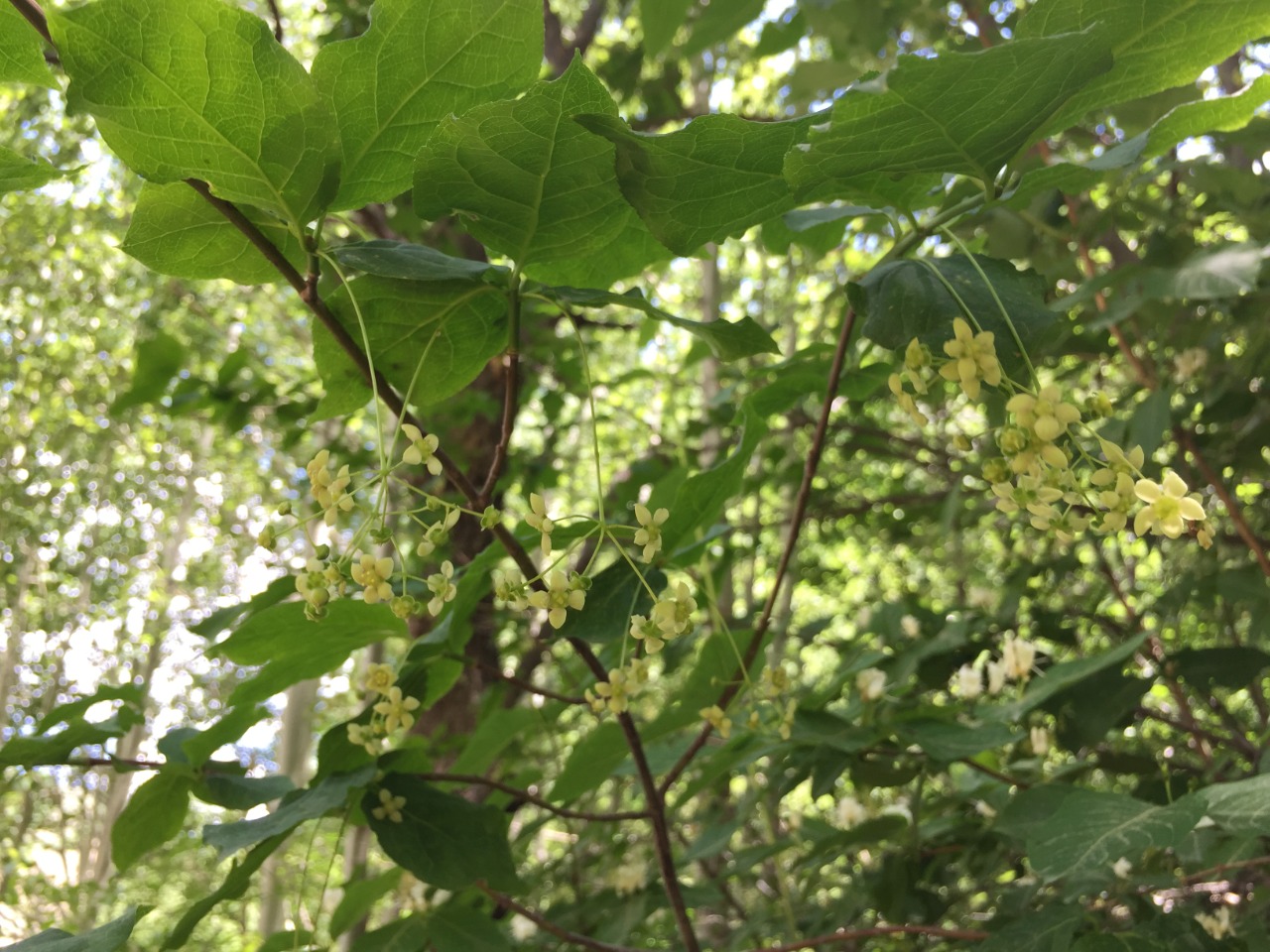 Euonymus latifolius