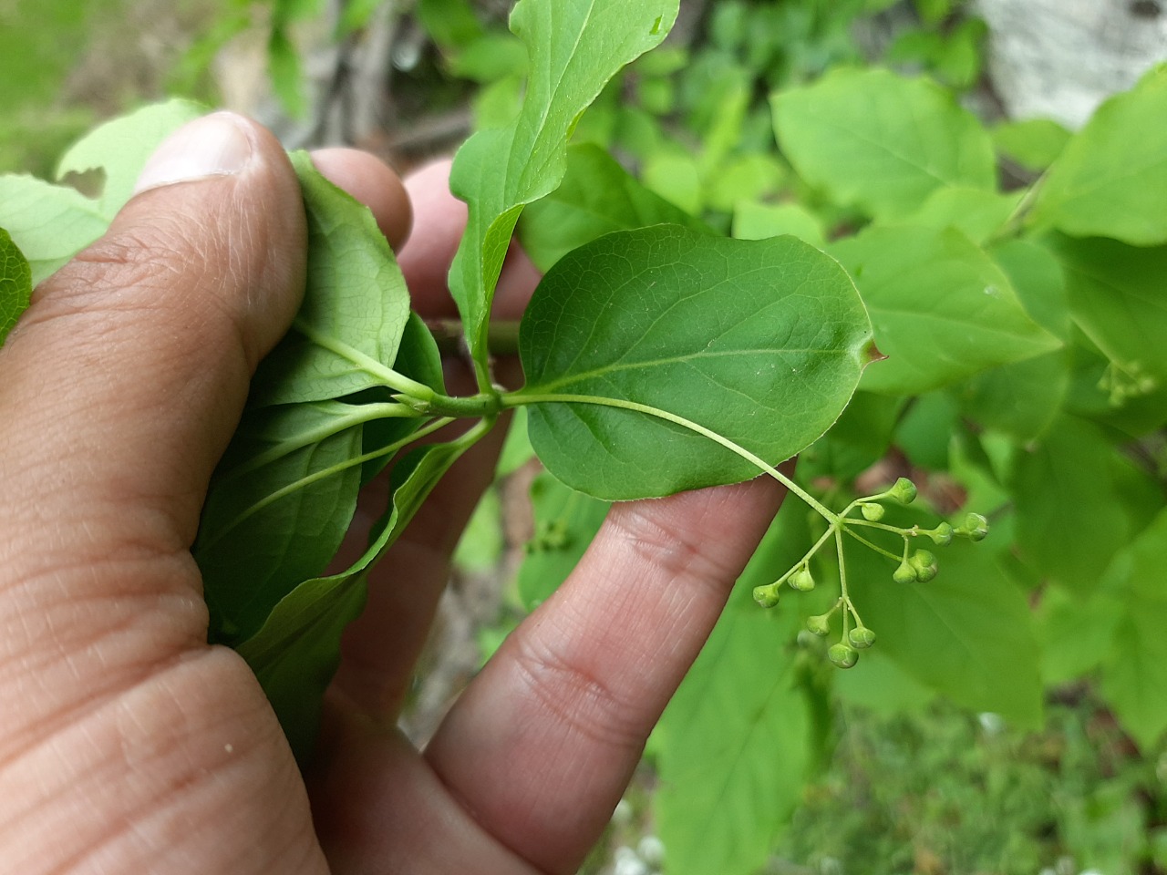 Euonymus latifolius