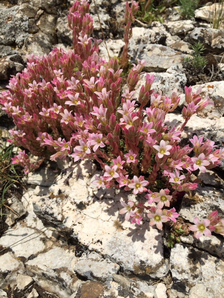 Rosularia sempervivum subsp. persica