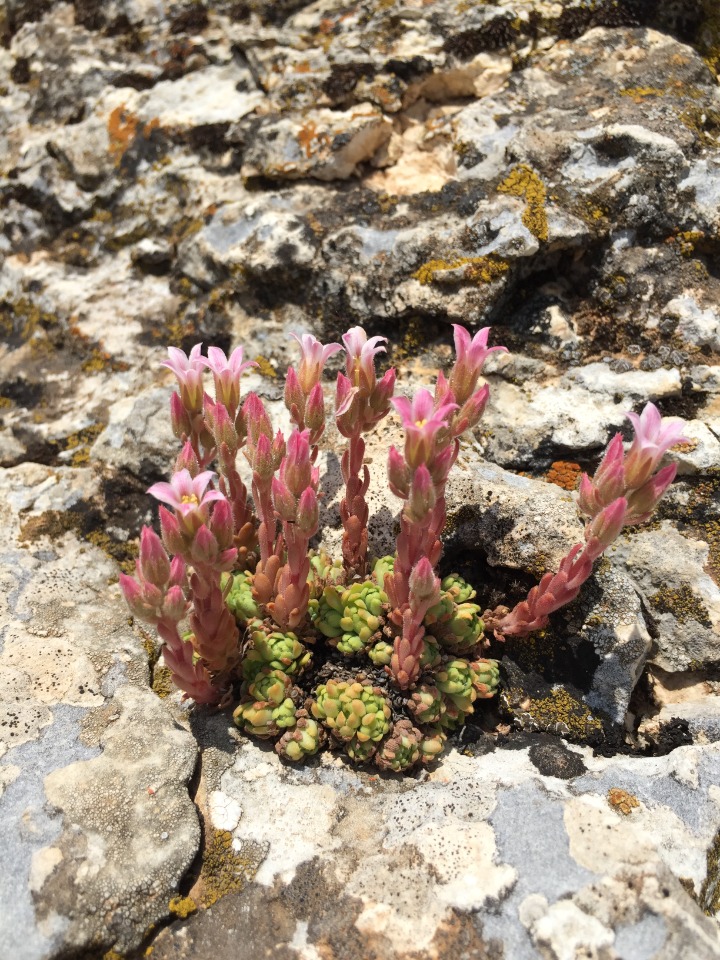 Rosularia sempervivum subsp. persica