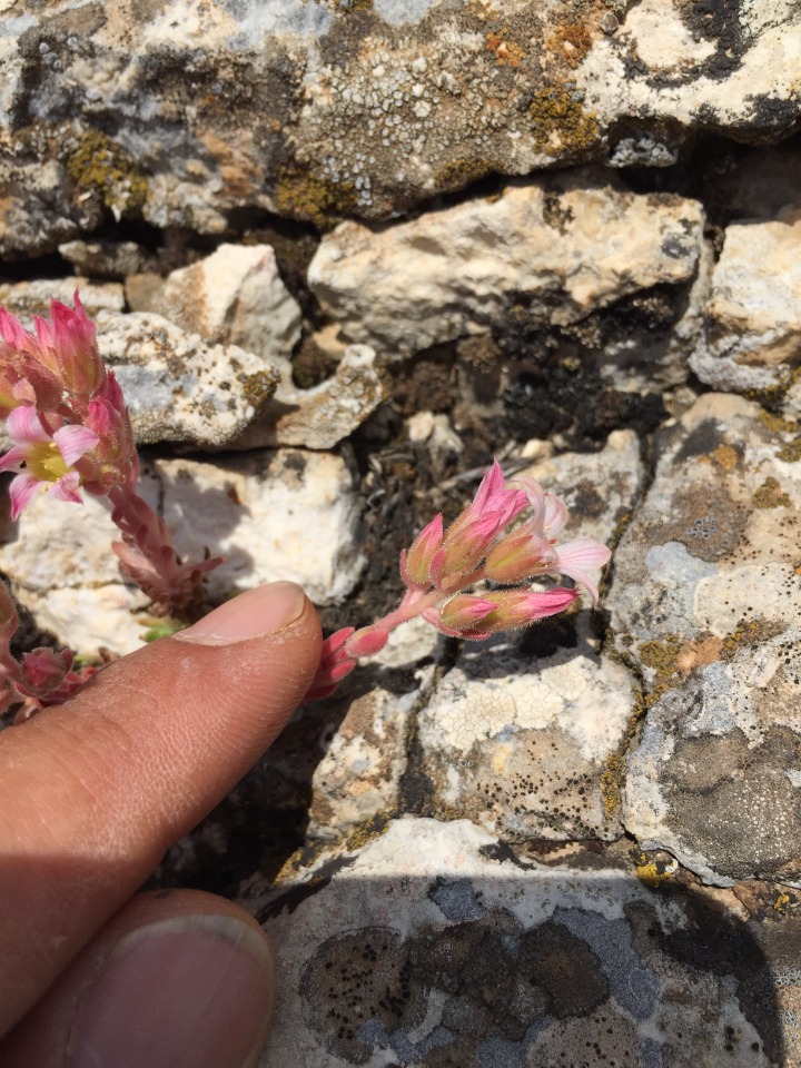 Rosularia sempervivum subsp. persica