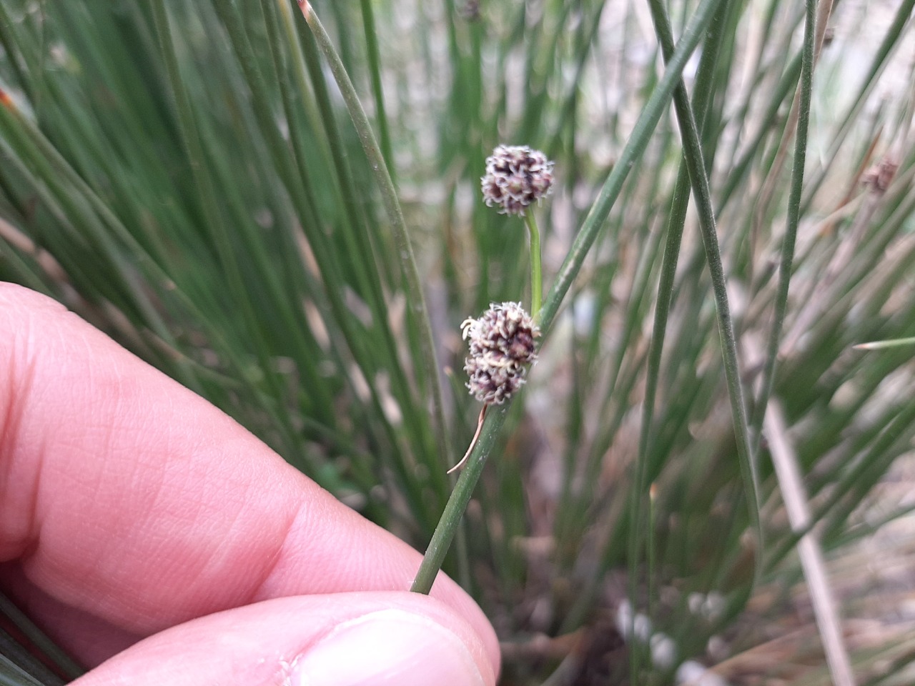 Scirpoides holoschoenus