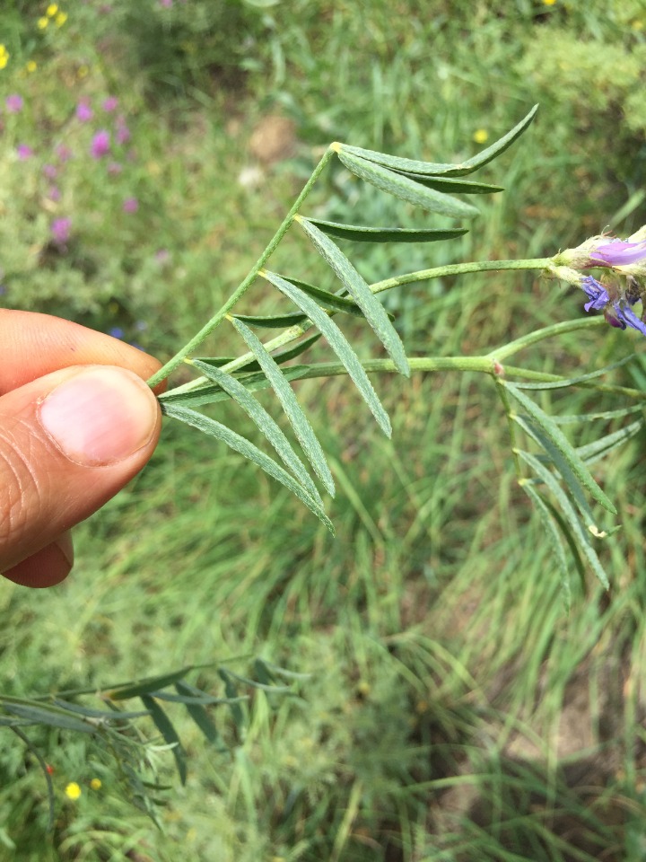 Astragalus aduncus