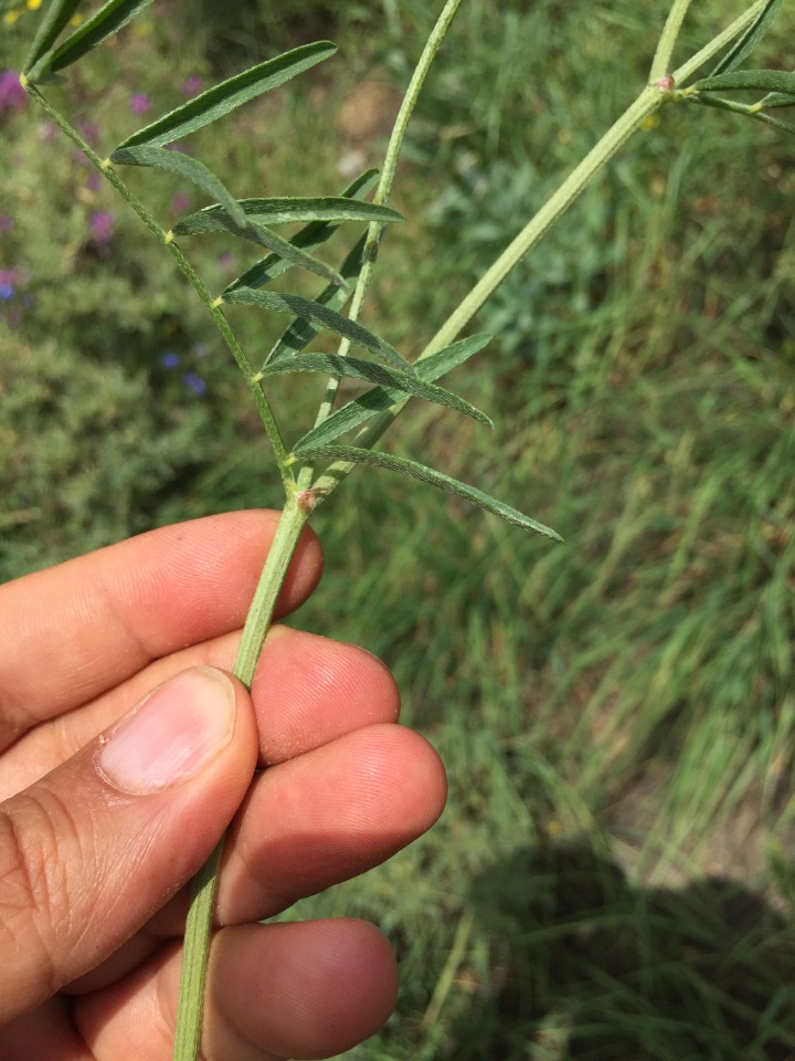 Astragalus aduncus