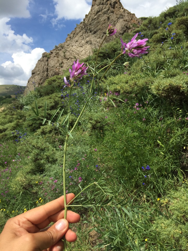 Astragalus aduncus