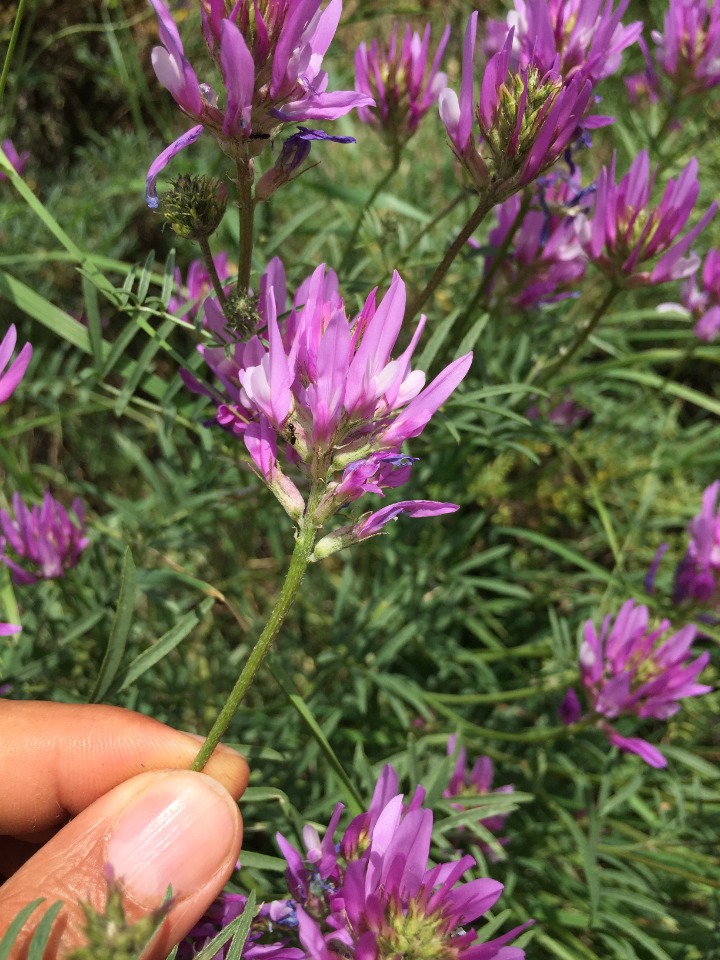 Astragalus aduncus