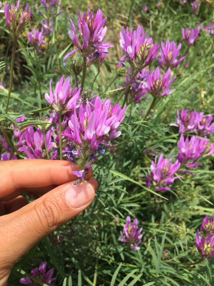 Astragalus aduncus