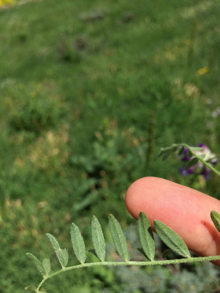 Astragalus asciocalyx