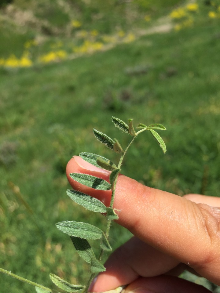 Astragalus asciocalyx