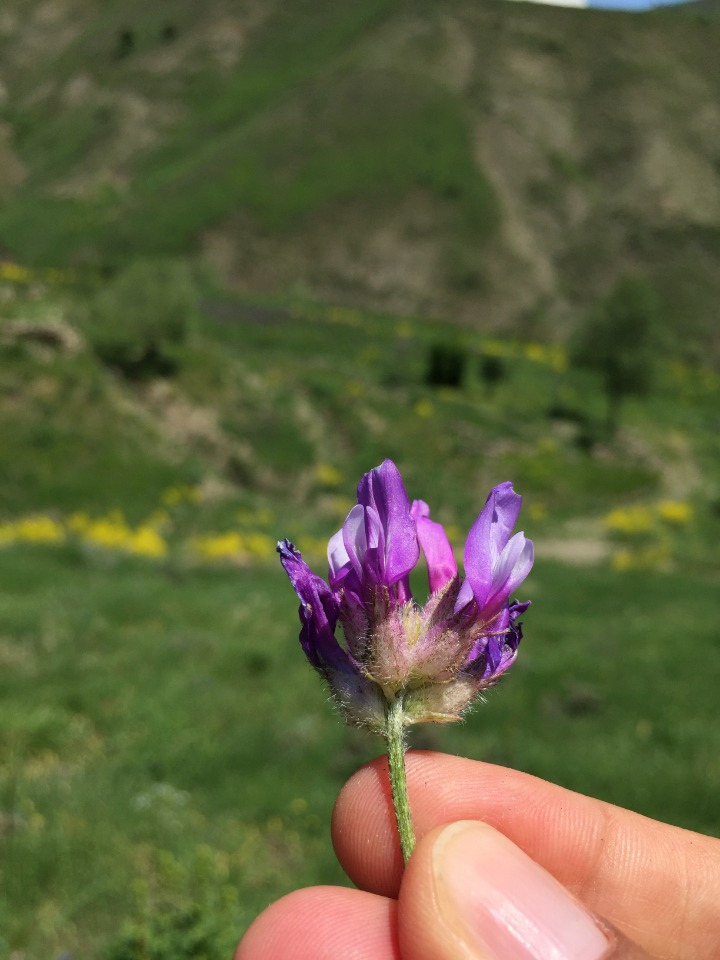 Astragalus asciocalyx