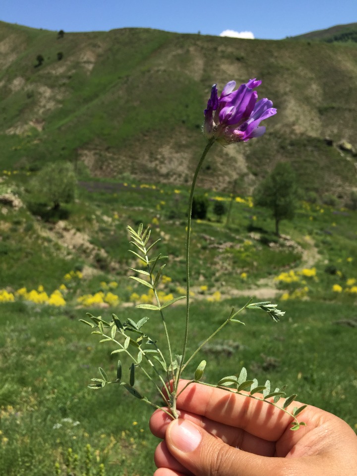 Astragalus asciocalyx