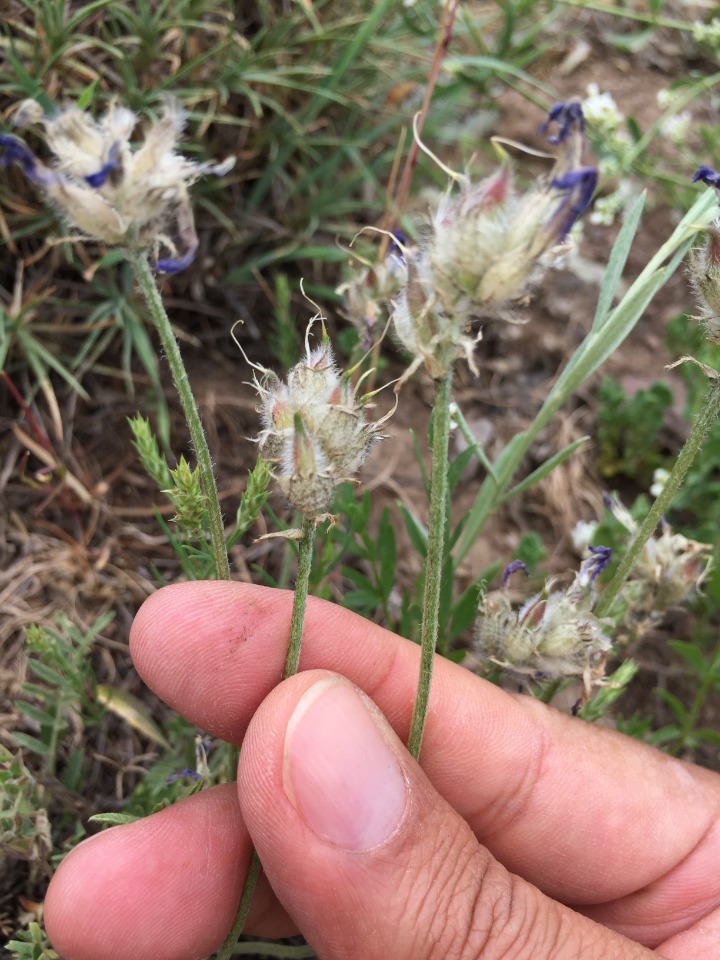 Astragalus asciocalyx