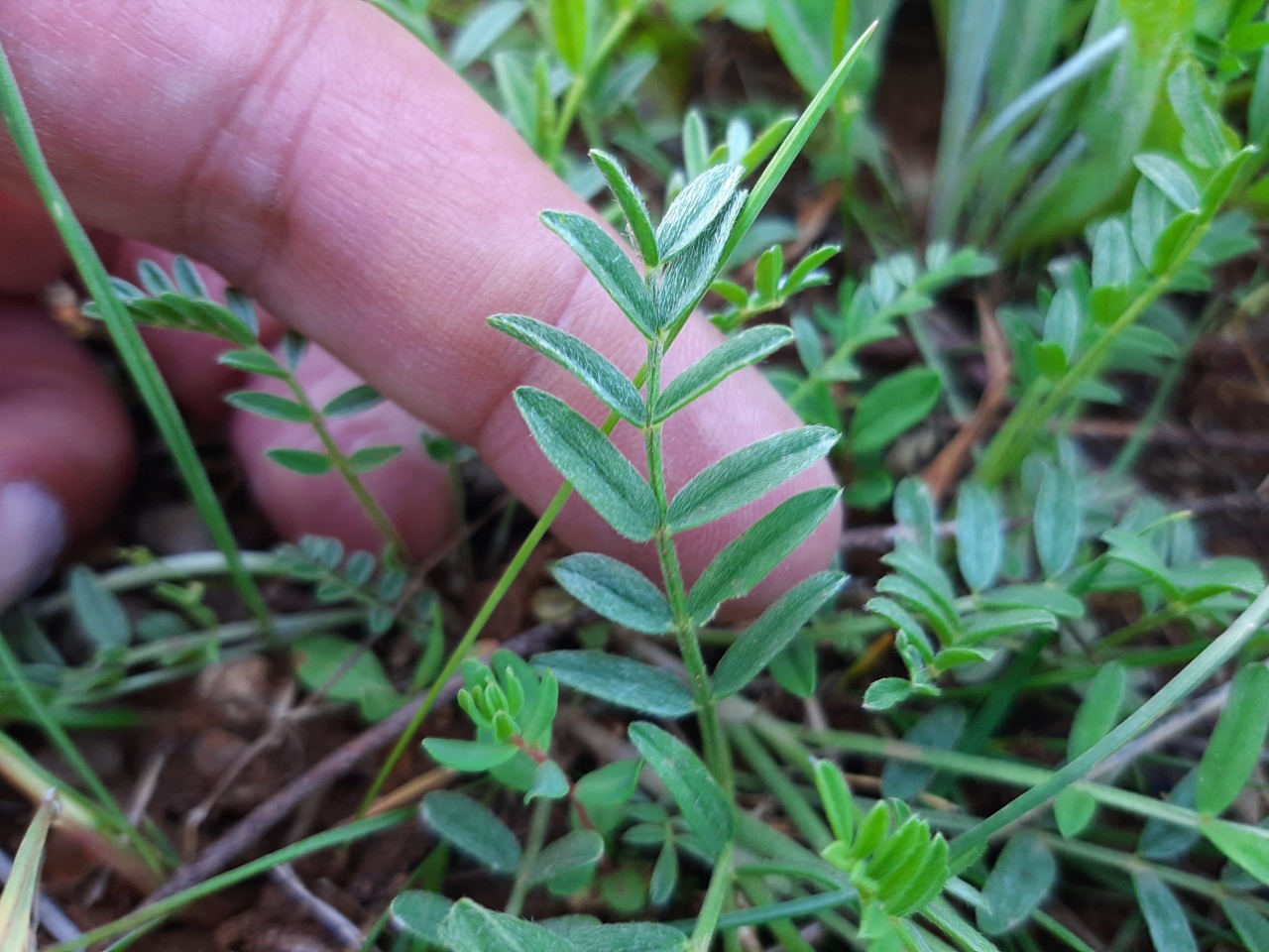 Astragalus asciocalyx