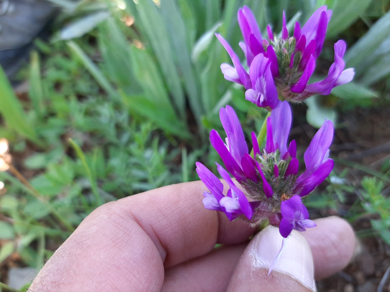 Astragalus asciocalyx