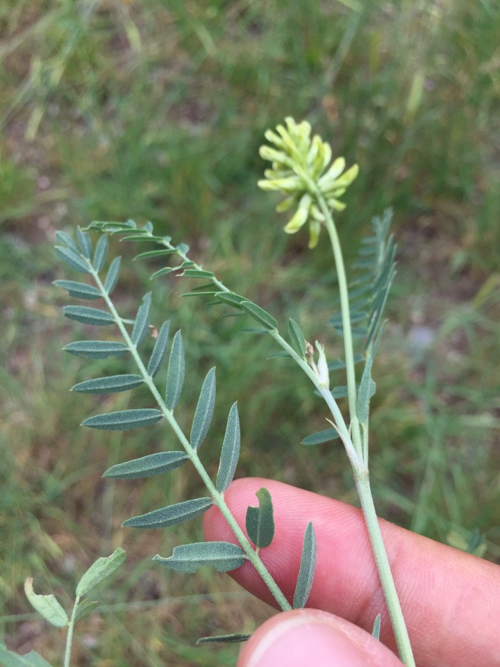 Astragalus cicerellus