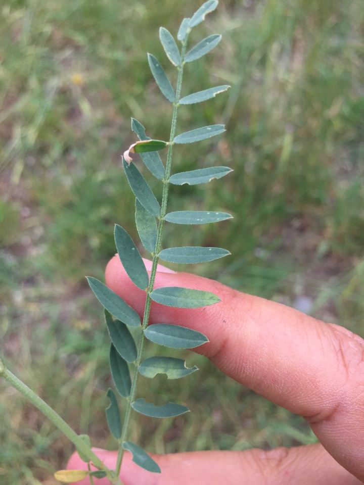 Astragalus cicerellus