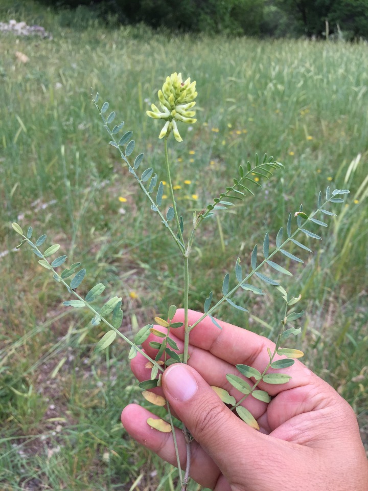 Astragalus cicerellus