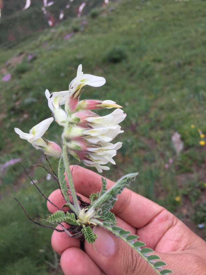 Astragalus davisii