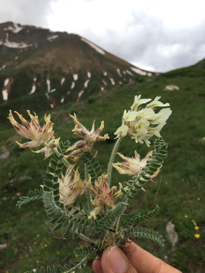 Astragalus davisii