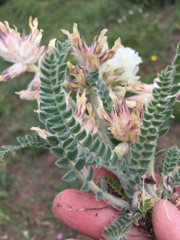 Astragalus davisii