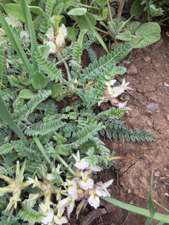 Astragalus davisii