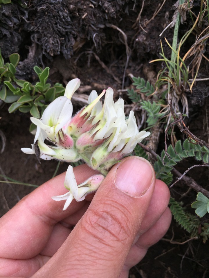 Astragalus davisii