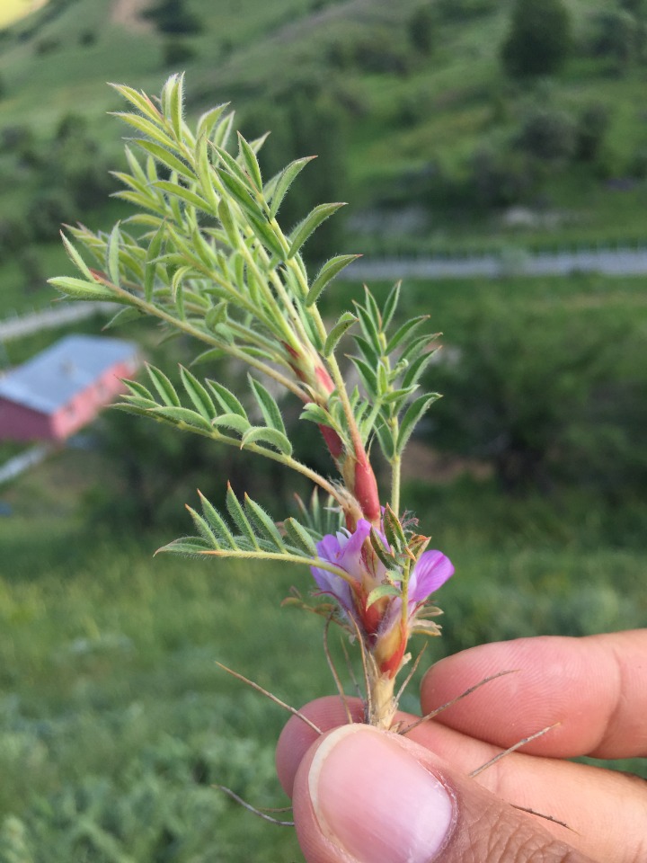 Astragalus eriocephalus subsp. elongatus