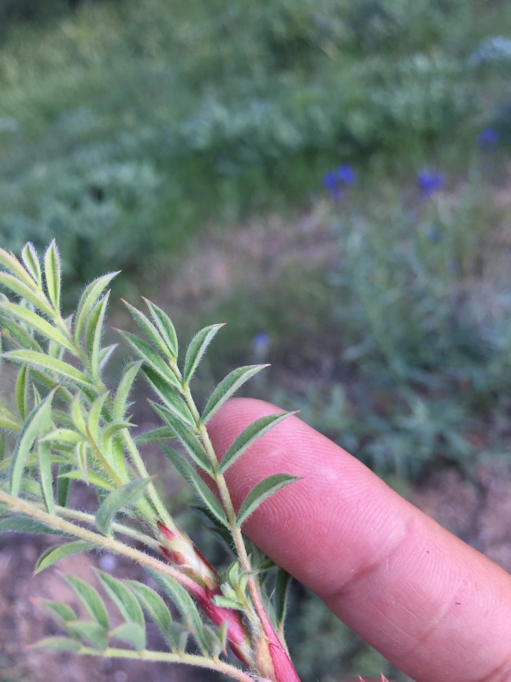 Astragalus eriocephalus subsp. elongatus