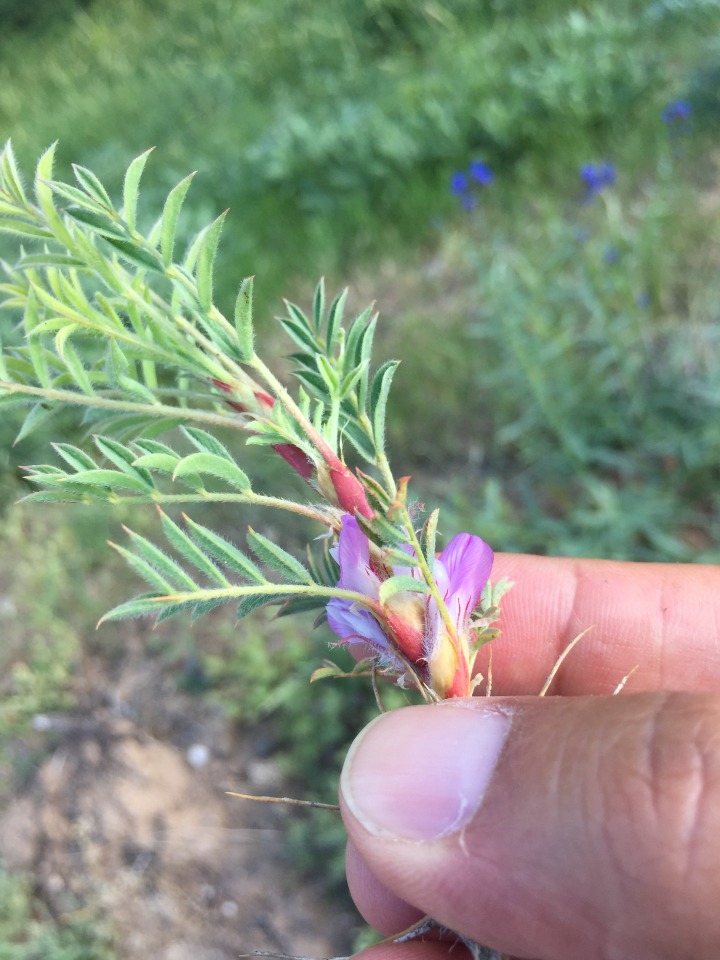 Astragalus eriocephalus subsp. elongatus