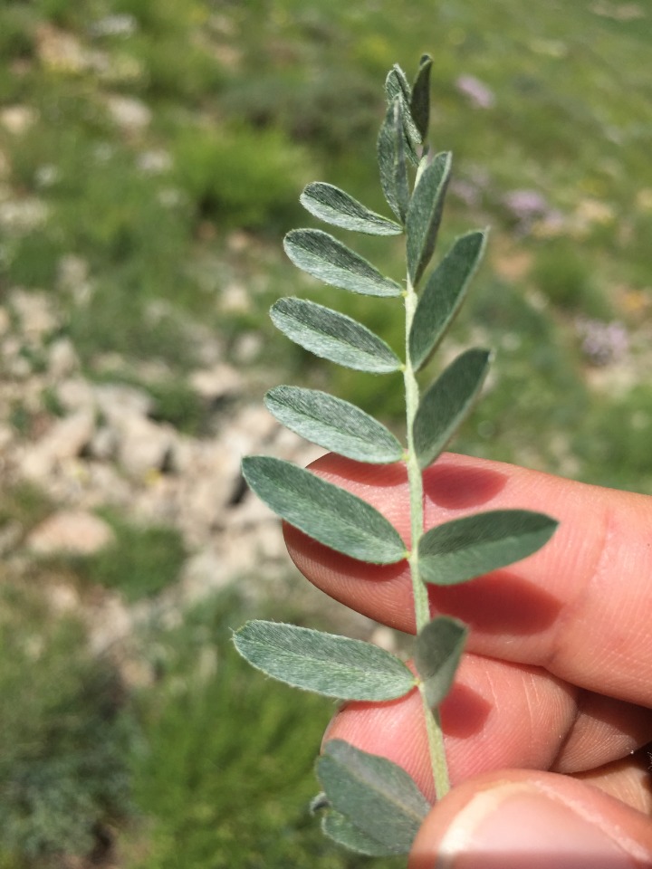 Astragalus globosus