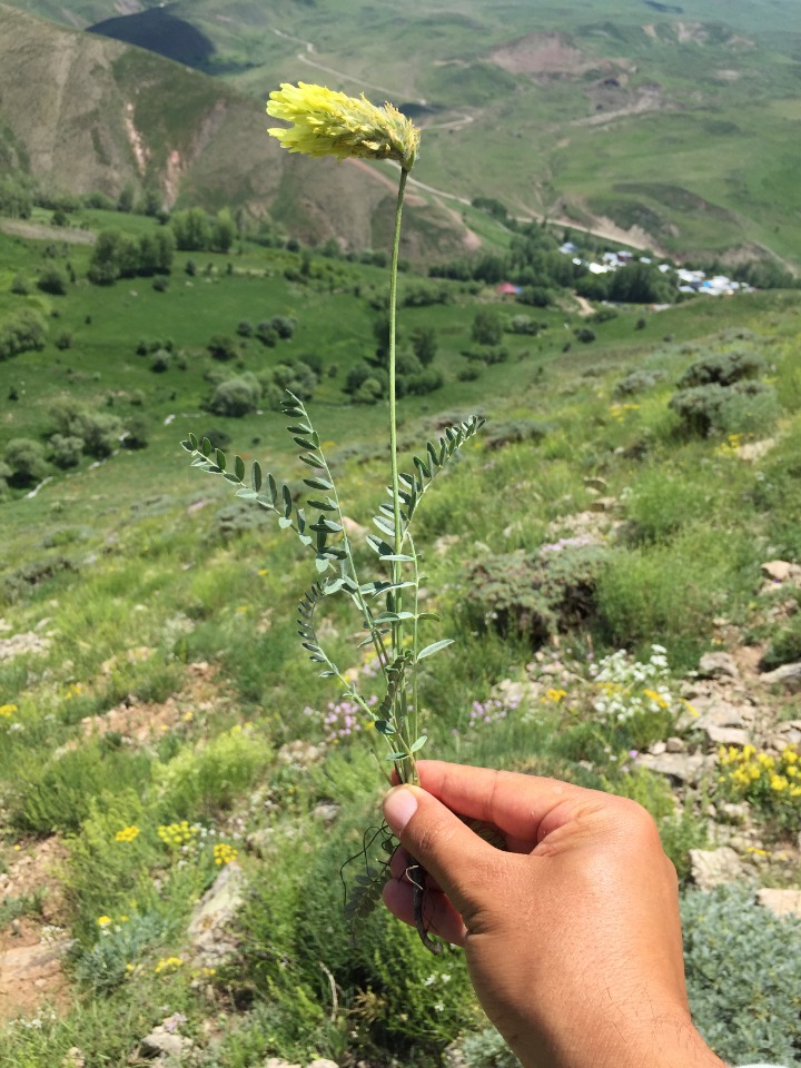 Astragalus globosus