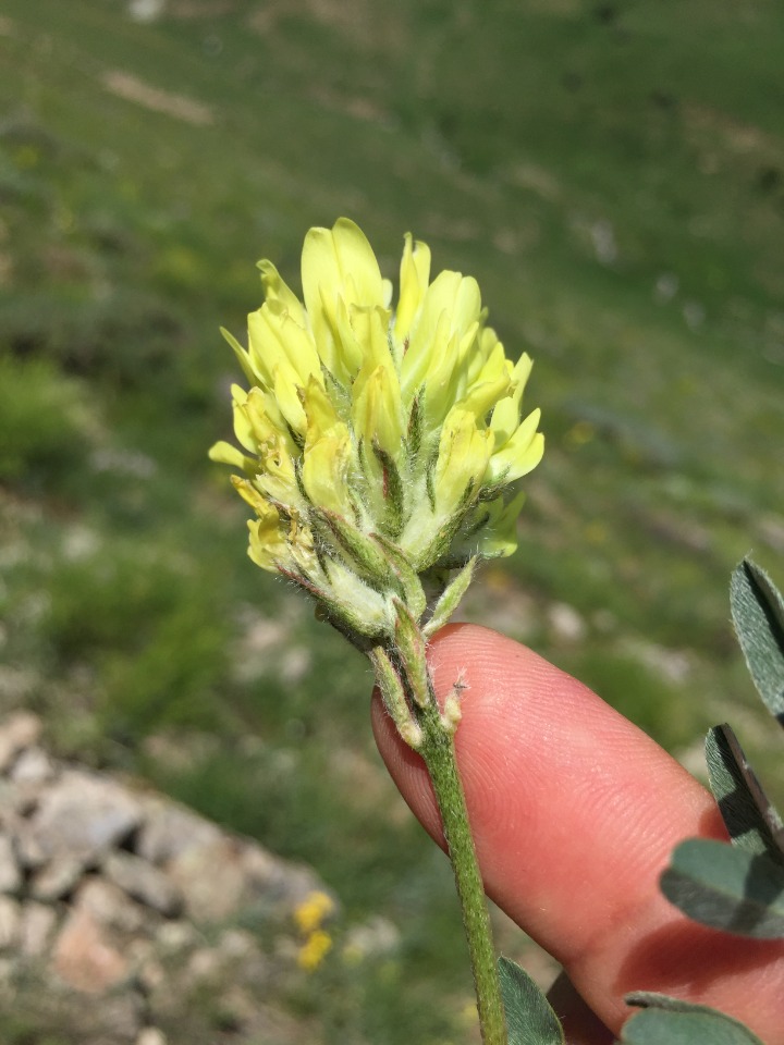 Astragalus globosus