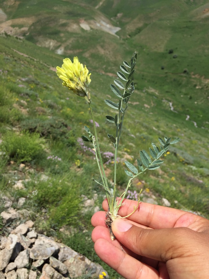 Astragalus globosus