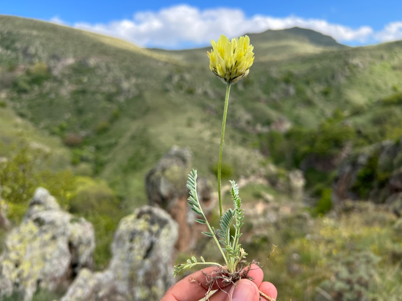 Astragalus globosus