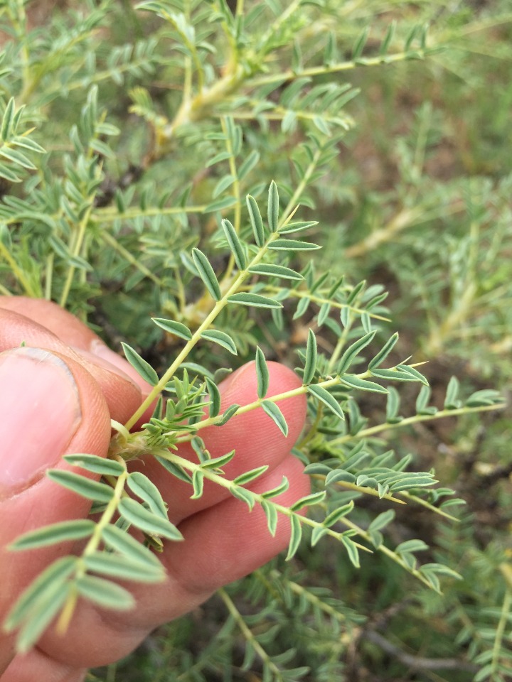 Astragalus gummifer