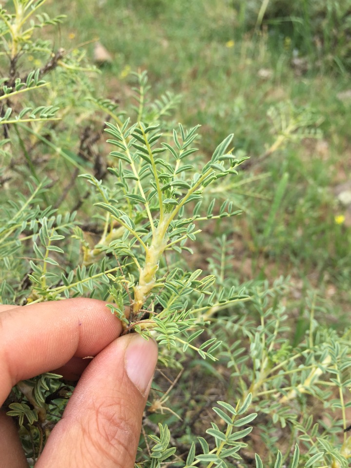 Astragalus gummifer