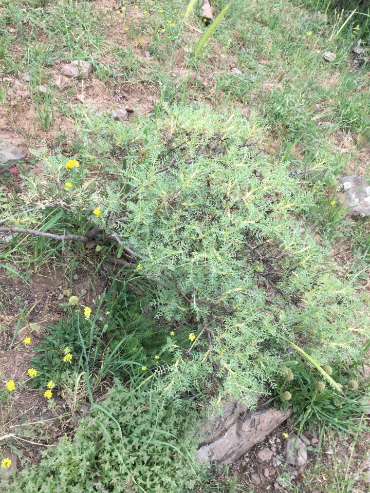 Astragalus gummifer