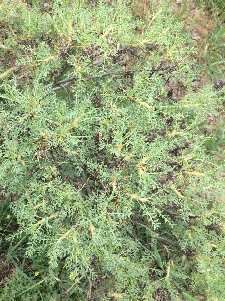 Astragalus gummifer