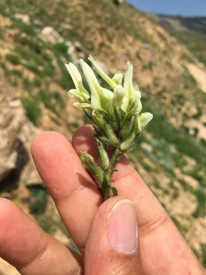 Astragalus mollis